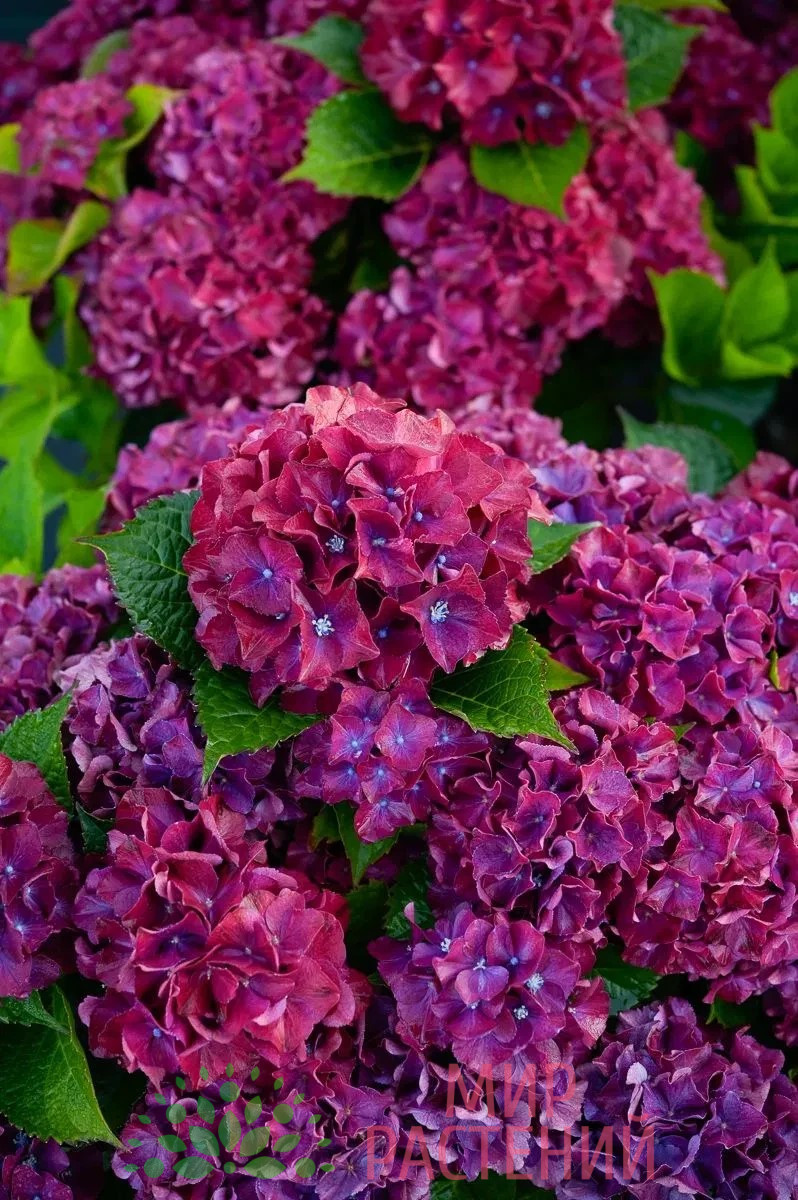 Гортензия крупнолистная Роял Ред Перпл (Royal Red Purple) 2 Гортензия крупнолистная Роял Ред Перпл (Royal Red Purple) 2