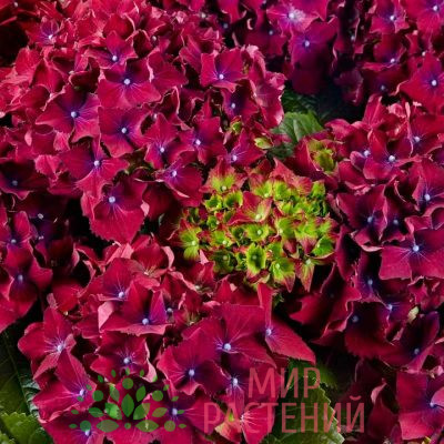 Гортензия крупнолистная Роял Ред Перпл (Royal Red Purple) 2