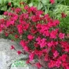 Гвоздика травянка Бриллиант (Dianthus deltoides Brilliant)