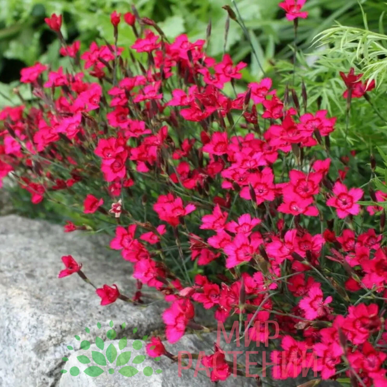Гвоздика травянка Бриллиант (Brilliant) 1 Гвоздика травянка Бриллиант (Dianthus deltoides Brilliant)
