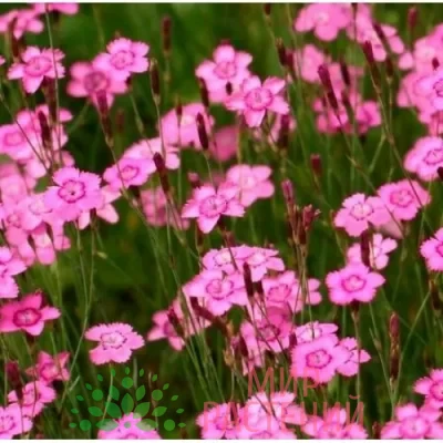 Гвоздика травянка Розовое море (Dianthus deltoides)