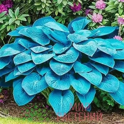Хоста Блю Энджел (Blue Angel)