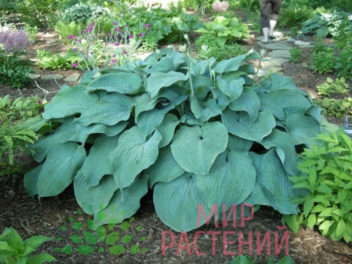 Хоста гибридная Блю Маммос (Blue Mammoth) 1 Хоста Блю Маммос (Blue Mammoth)