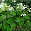 Хоста поддорожниковая (Hosta plantaginea)