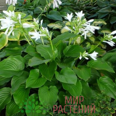 Хоста поддорожниковая (Hosta plantaginea)