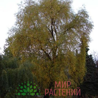 Ива Памяти Бажова 2