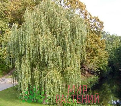 Ива Водопад 2