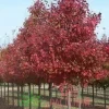 Клен Файервью (Fairview)