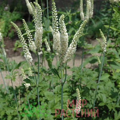 Клопогон кистевидный (Actaea racemosa)