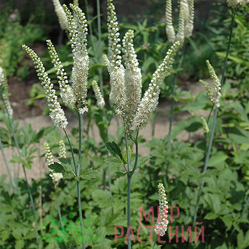 Клопогон кистевидный (Actaea racemosa) 1 Клопогон кистевидный (Actaea racemosa)