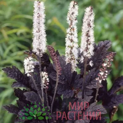 Клопогон ветвистый Брюнет (Actaea simplex Brunette)