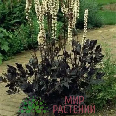 Клопогон ветвистый Чокоголик (Actaea simplex Chocoholic)