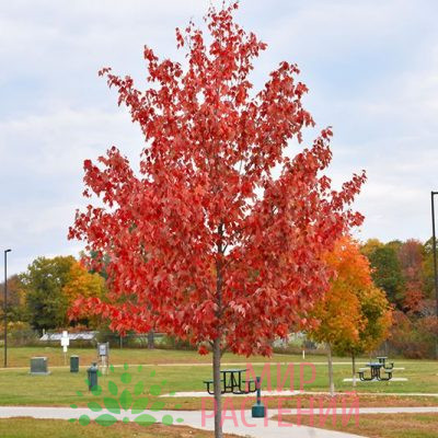 Клён Отом Флейм (Autumn Flame).jpg