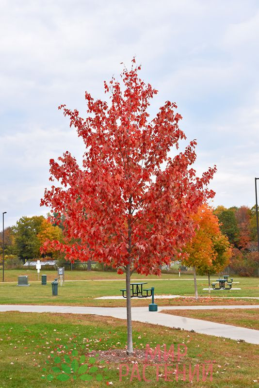 Клён красный Отом Флейм (Autumn Flame) 1 Клён Отом Флейм (Autumn Flame).jpg