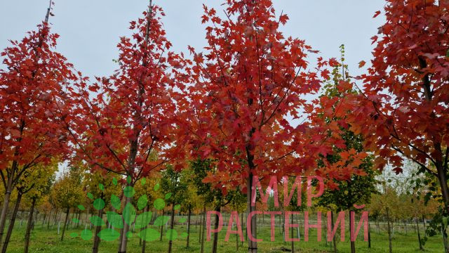 Клён красный Отом Флейм (Autumn Flame) 2 Клён красный Отом Флейм (Autumn Flame) — изображение 2