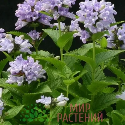 Котовник полусидячий Блю Пантер (Blue Panther)