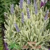 Лаванда узколистная вариегатная (Lavandula angustifolia)