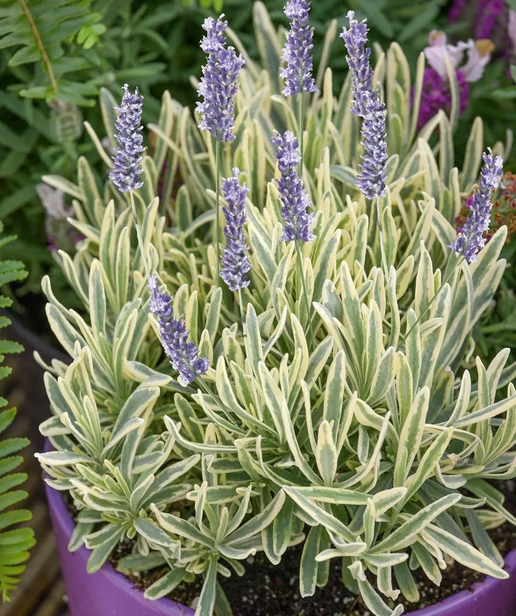 Лаванда узколистная вариегатная (Lavandula angustifolia) 1 Лаванда узколистная вариегатная (Lavandula angustifolia)