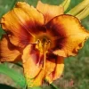 Лилейник Америкэн Тайгер (American Tiger)