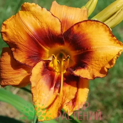 Лилейник Америкэн Тайгер (American Tiger)