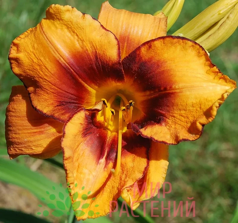 Лилейник Америкэн Тайгер (American Tiger) 1 Лилейник Америкэн Тайгер (American Tiger)