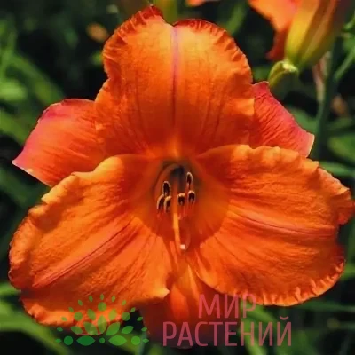 Лилейник Мауна Лоа (Mauna Loa)