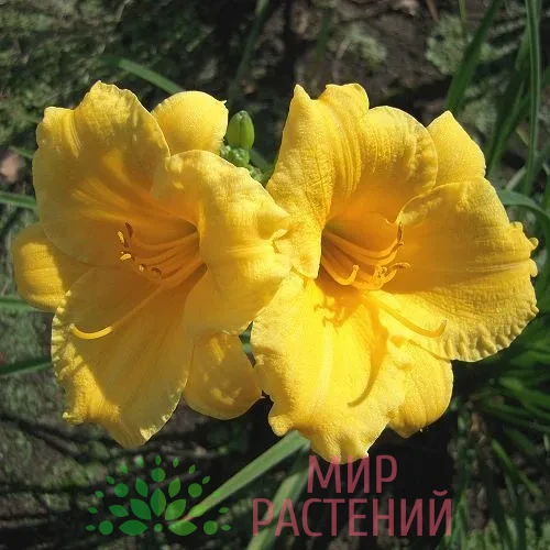 Лилейник Мини Стелла (Mini Stella) 1 Лилейник Мини Стелла (Mini Stella)