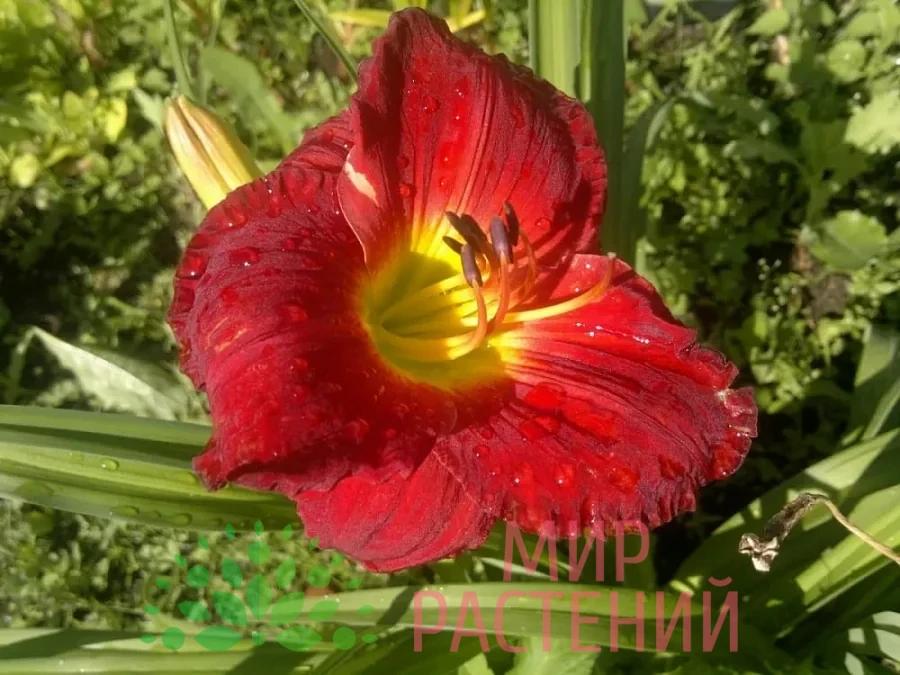 Лилейник Скарлет (Scarlet) 1 Лилейник Скарлет (Scarlet)