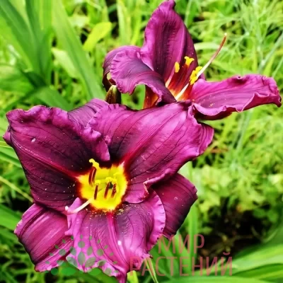 Лилейник Супер Пёрпл (Super Purple)
