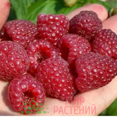 Малина Делнива
