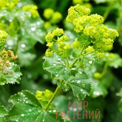 Манжетка обыкновенная (Alchemilla vulgaris)