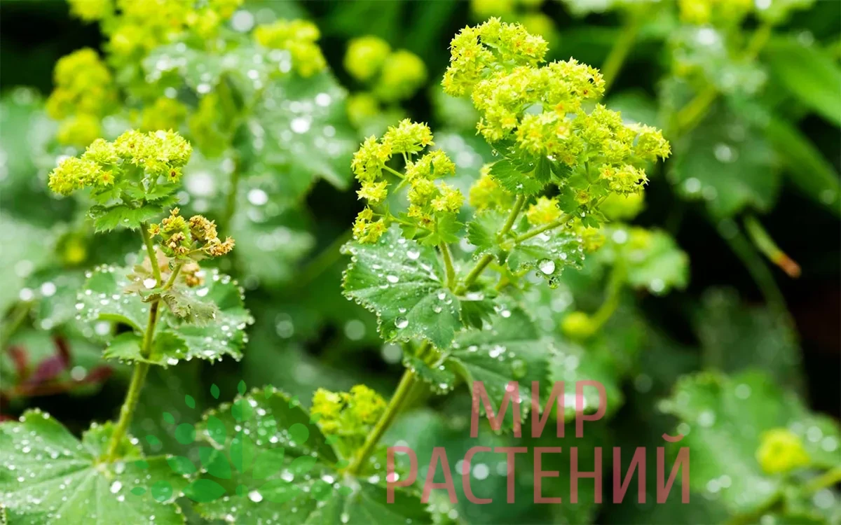 Манжетка обыкновенная (Alchemilla vulgaris) 1 Манжетка обыкновенная (Alchemilla vulgaris)