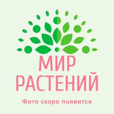 Заполнитель