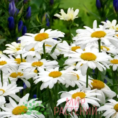 Нивяник наибольший Серебряная Принцесса (Leucanthemum maximum Silberprinzesschen)