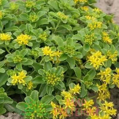 Очиток камчатский (Sedum kamtschaticum)