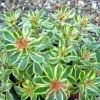 Очиток камчатский Вариегатум (Variegatum)