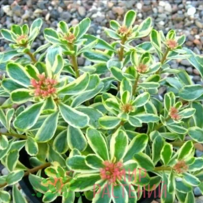 Очиток камчатский Вариегатум (Variegatum)
