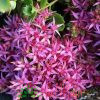 Очиток ложный малиновый (Sedum spurium)