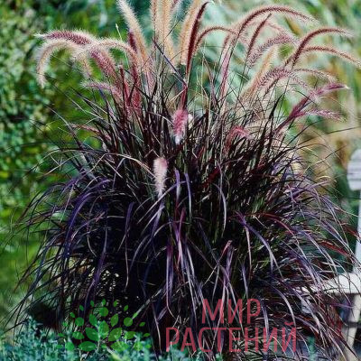Пеннисетум лисохвостный Рубрум (Rubrum)
