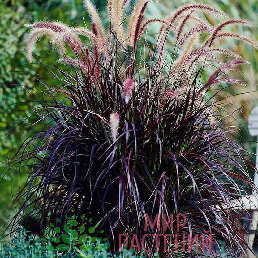 Пеннисетум лисохвостный Рубрум (Rubrum) 1 Пеннисетум лисохвостный Рубрум (Rubrum)