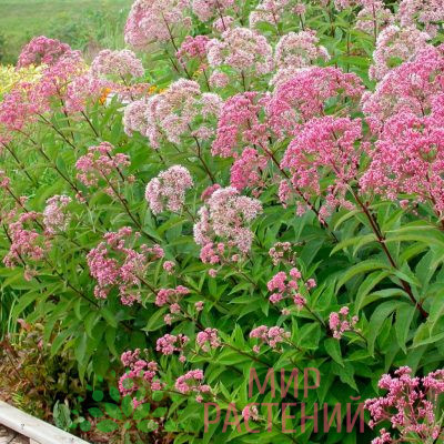 Посконник пурпурный (Eupatorium purpureum)
