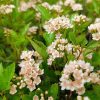 Пузыреплодник Литтл Грини (Little Greeny)