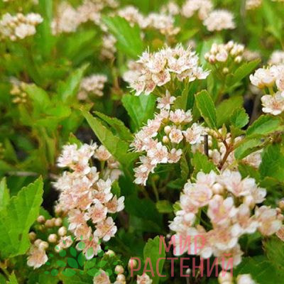 Пузыреплодник Литтл Грини (Little Greeny)