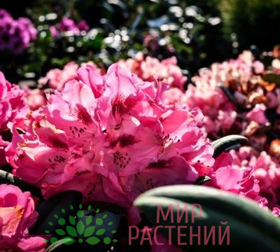 Рододендрон гибридный Фантастика (Fantastica)