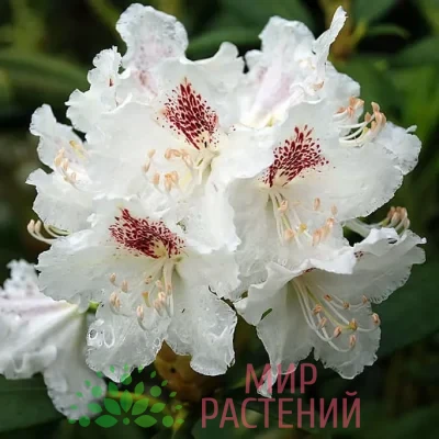 Рододендрон гибридный Тигерштедт (P.M.A. Tigerstedt)
