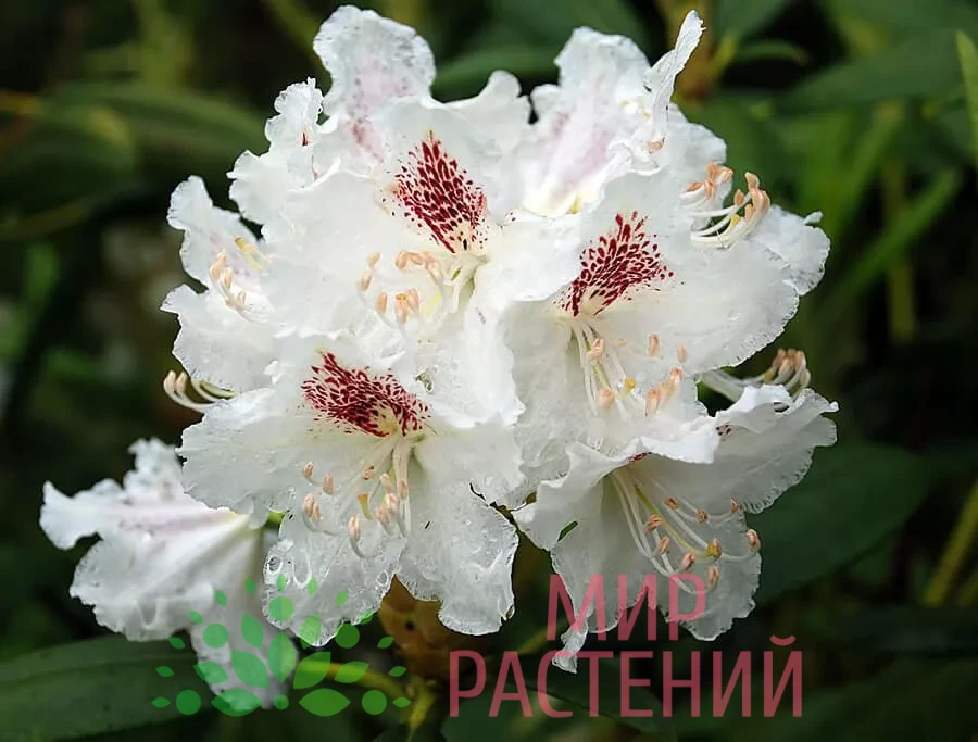 Рододендрон гибридный Тигерштедт (P.M.A. Tigerstedt) 1 Рододендрон гибридный Тигерштедт (P.M.A. Tigerstedt)