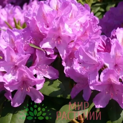 Рододендрон катевбинский Грандифлорум (Grandiflorum)