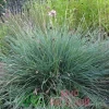 Сеслерия серебристая (Sesleria nitida)