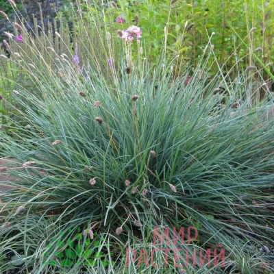 Сеслерия серебристая (Sesleria nitida)