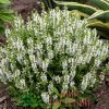 Шалфей белый (Salvia)